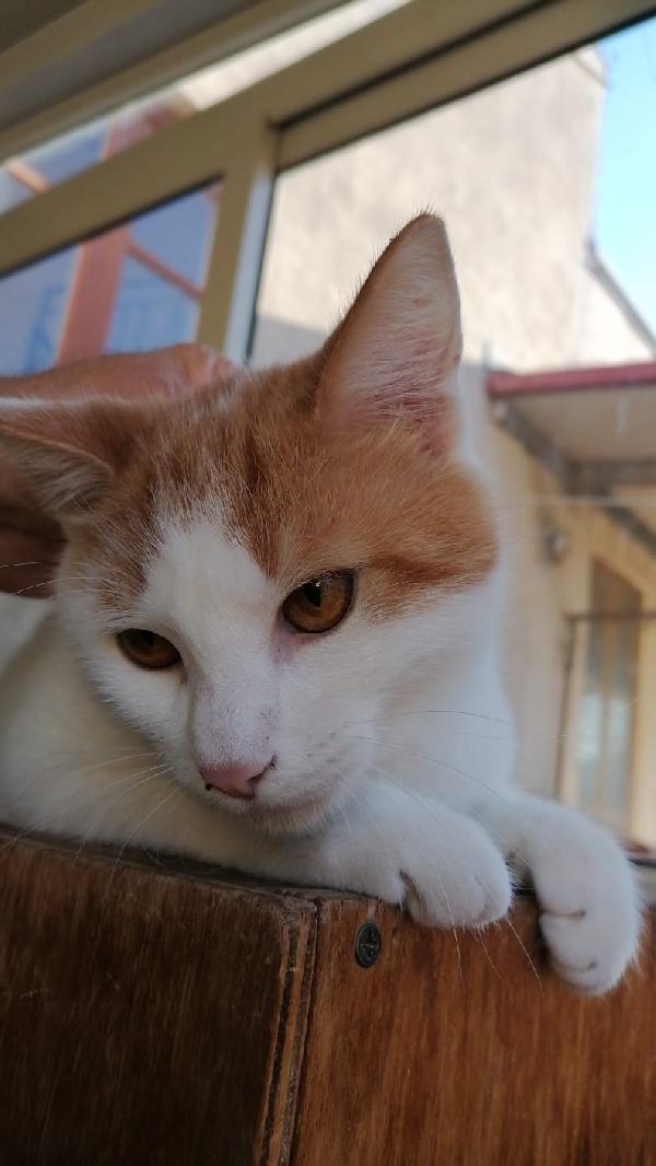 Pooh gattino di 7 mesi  Foto 6