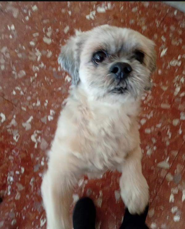 Ihasa Apso 11Anni Adozione Del Cuore! Roma