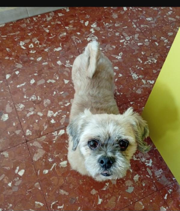 IHASA APSO 11ANNI ADOZIONE DEL CUORE! ROMA Foto 2