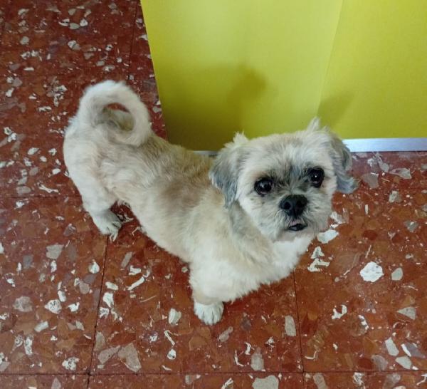 IHASA APSO 11ANNI ADOZIONE DEL CUORE! ROMA Foto 3