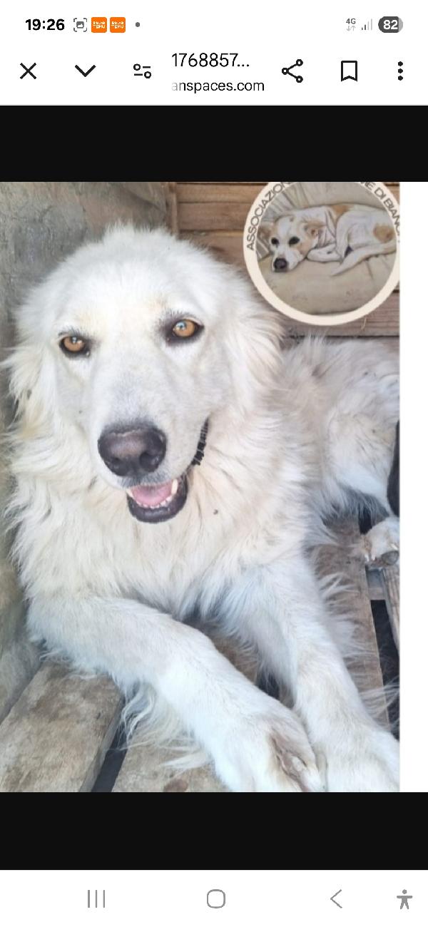 Simil Maremnama 2Anni Occhi Ambra Cosenza