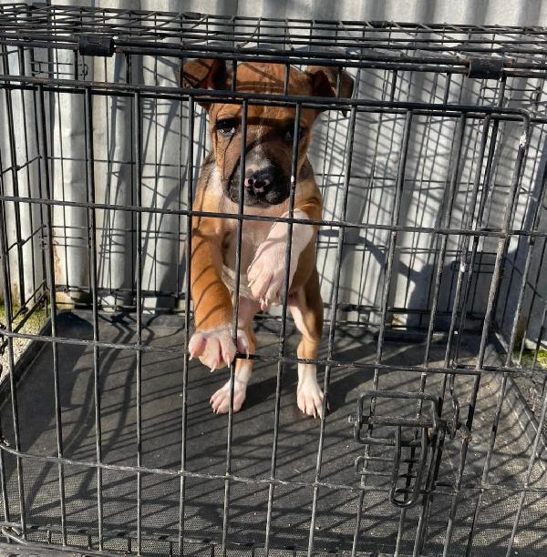 SIMPATICO CUCCIOLOTTO MIX PITT Foto 3