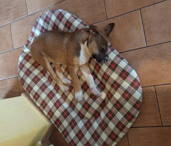 SIMPATICO CUCCIOLOTTO MIX PITT Foto 4