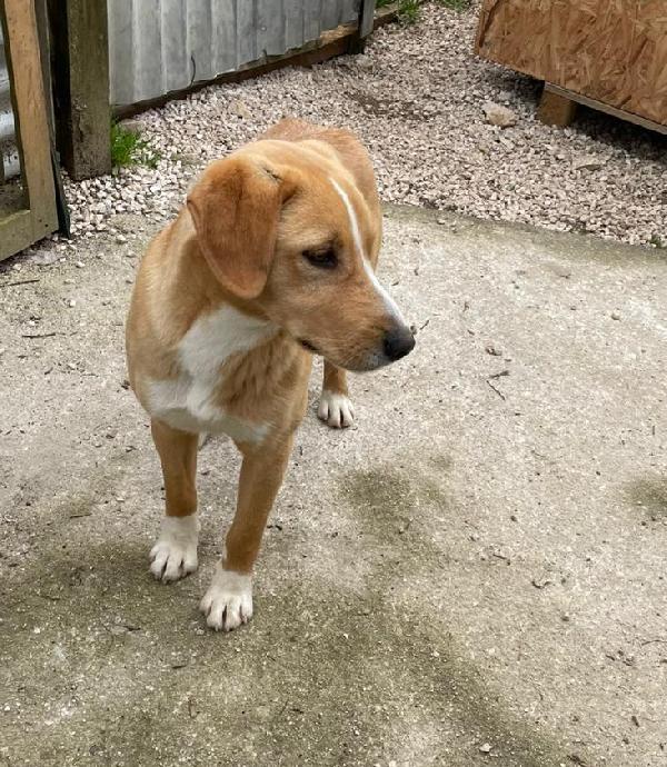 MI ADOTTI? SONO OLIVER Foto 2