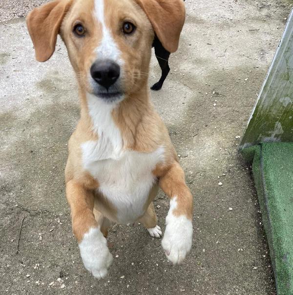 MI ADOTTI? SONO OLIVER Foto 3