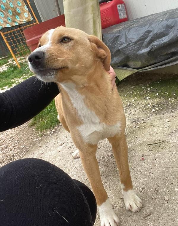 MI ADOTTI? SONO OLIVER Foto 5