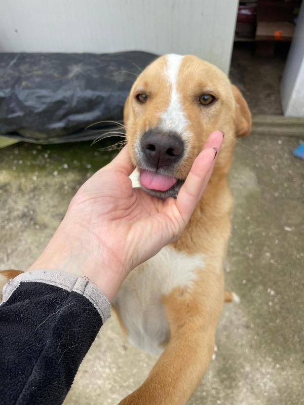 MI ADOTTI? SONO OLIVER Foto 6