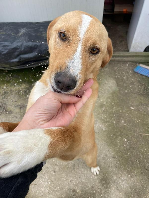 MI ADOTTI? SONO OLIVER Foto 7