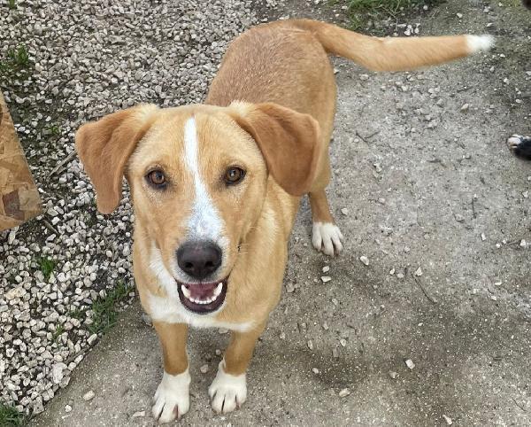 MI ADOTTI? SONO OLIVER Foto 9