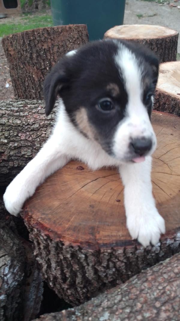 Anais Splendida Cucciola Simil Border Collie 