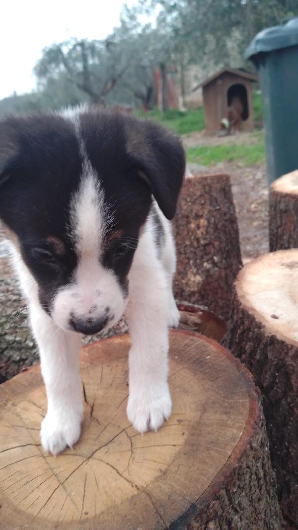 Anais splendida cucciola simil Border Collie  Foto 3