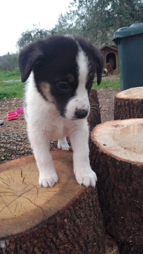 Anais splendida cucciola simil Border Collie  Foto 4