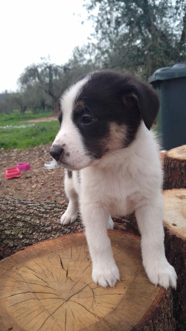 Anais splendida cucciola simil Border Collie  Foto 5
