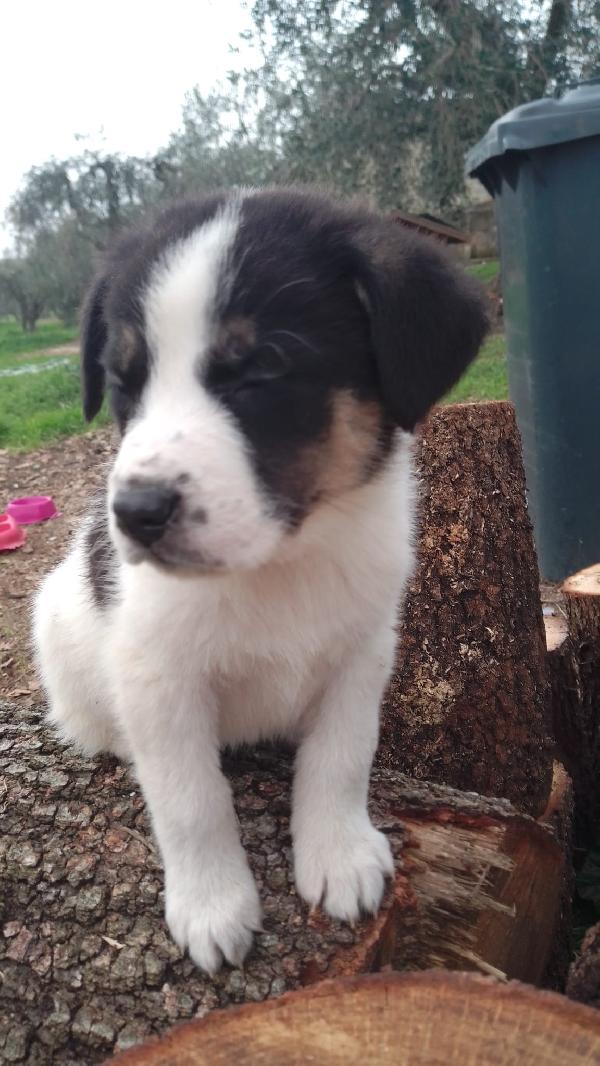 Anais splendida cucciola simil Border Collie  Foto 6