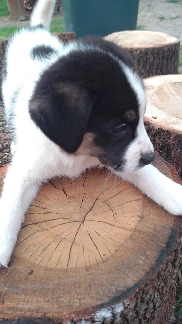 Anais splendida cucciola simil Border Collie  Foto 8