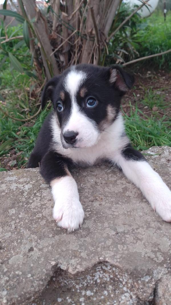 Marie Splendida Dolce Cucciola Simil Border Collie 