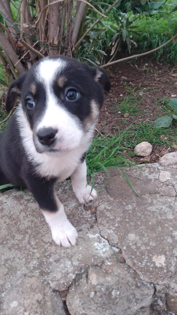 Marie splendida dolce cucciola simil Border Collie  Foto 3