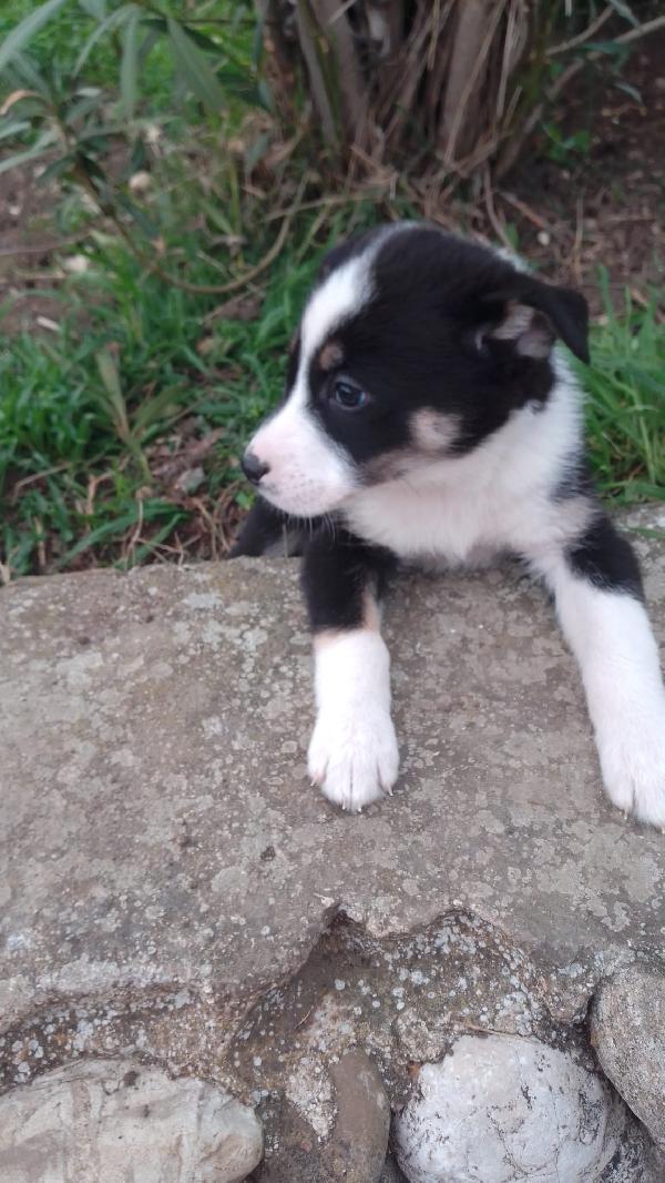 Marie splendida dolce cucciola simil Border Collie  Foto 2