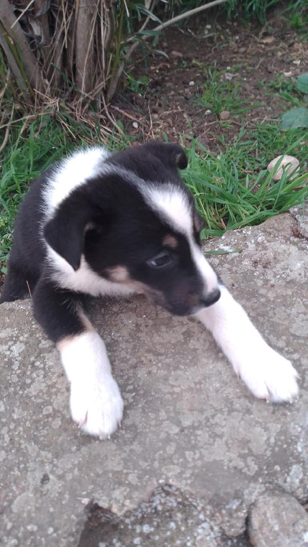 Marie splendida dolce cucciola simil Border Collie  Foto 4