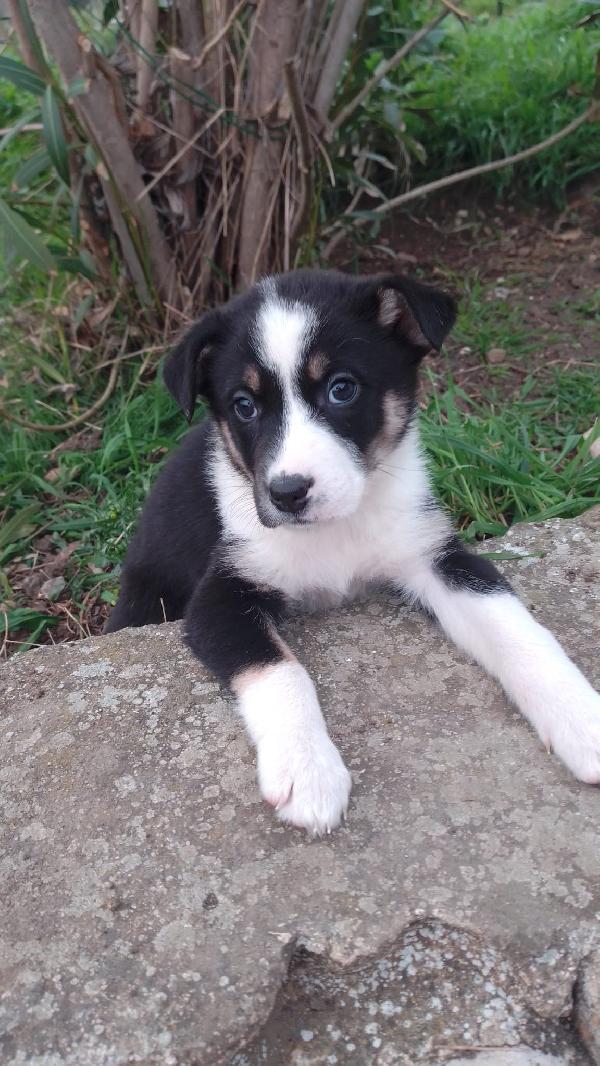 Marie splendida dolce cucciola simil Border Collie  Foto 5