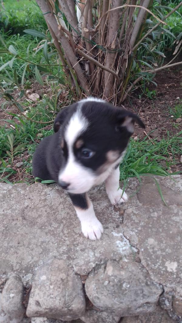 Marie splendida dolce cucciola simil Border Collie  Foto 6