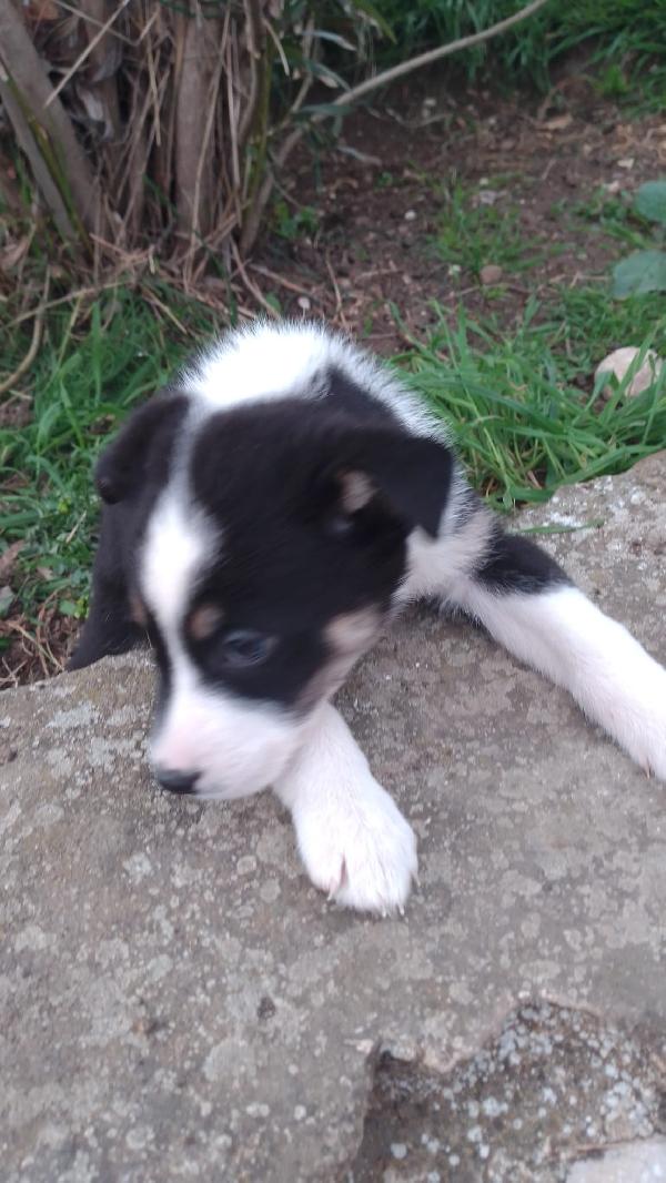 Marie splendida dolce cucciola simil Border Collie  Foto 7