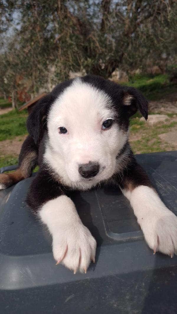 Louis Meraviglioso Dolce Cucciolo Simil Border Collie 