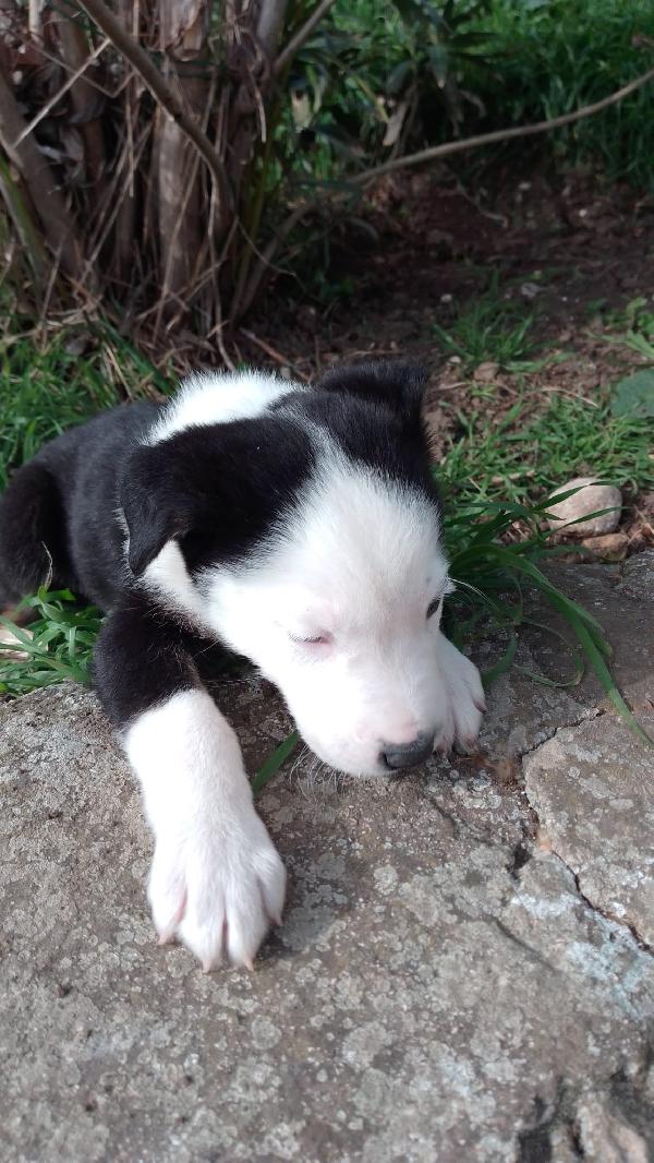 Louis meraviglioso dolce cucciolo simil Border Collie  Foto 2
