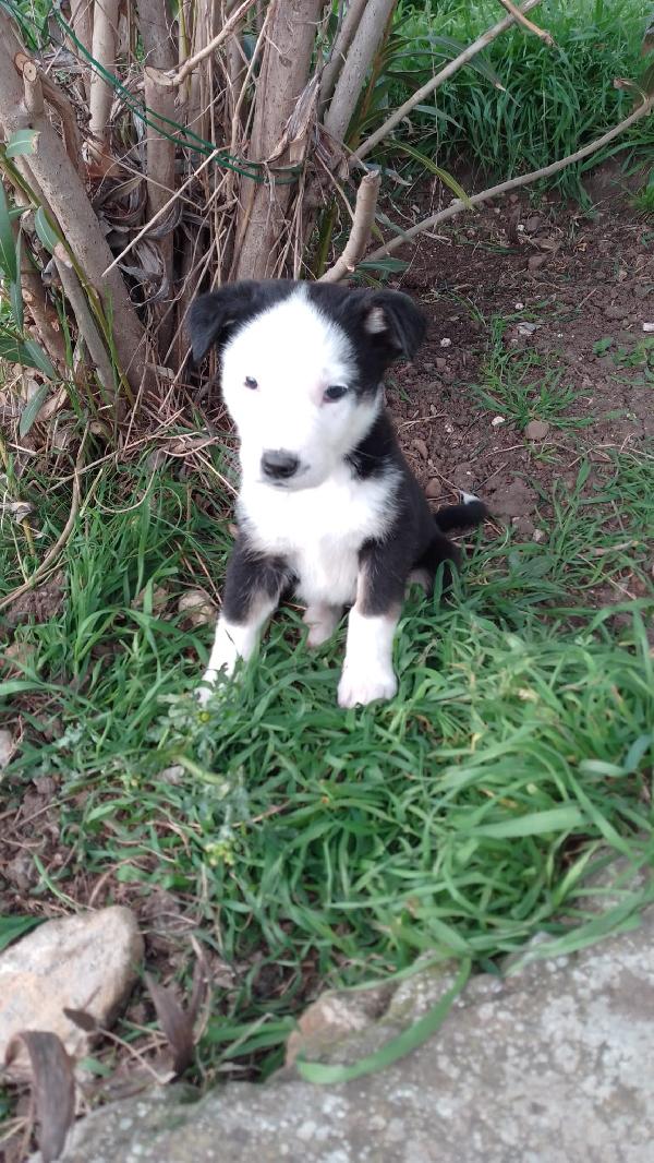 Louis meraviglioso dolce cucciolo simil Border Collie  Foto 3