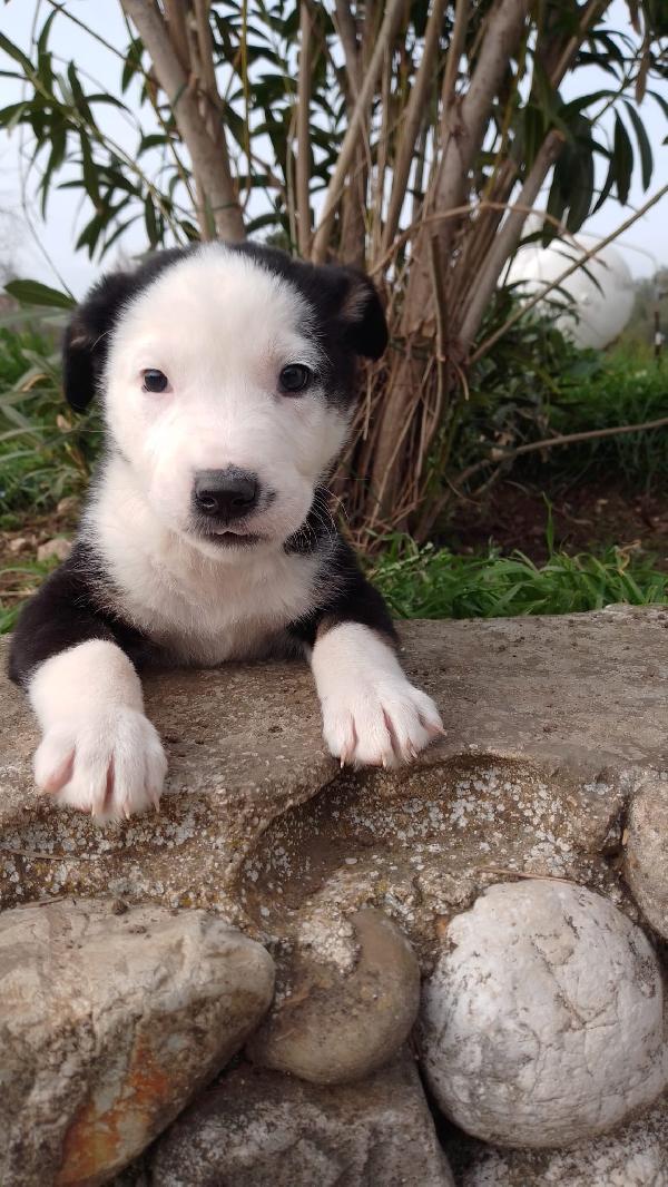 Louis meraviglioso dolce cucciolo simil Border Collie  Foto 4