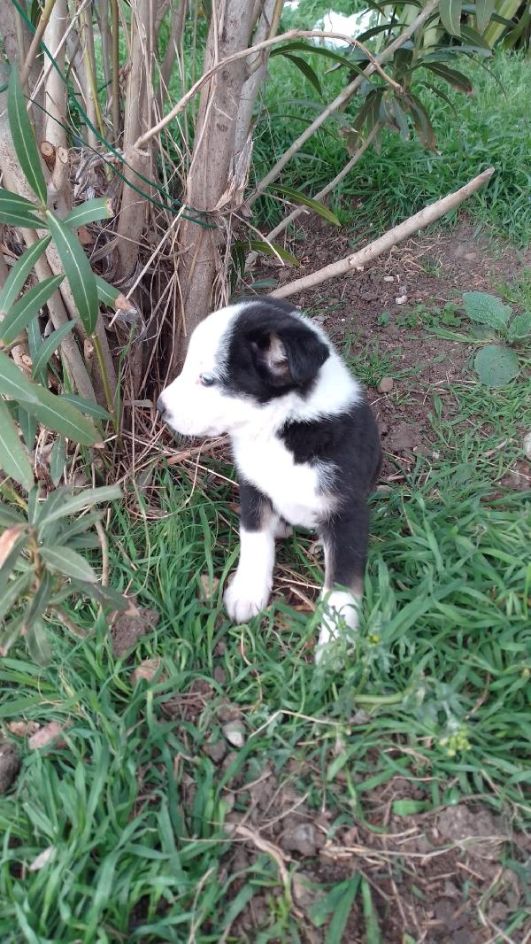 Louis meraviglioso dolce cucciolo simil Border Collie  Foto 5