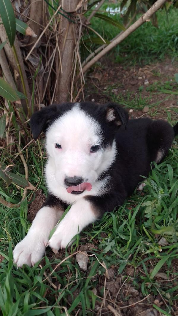 Louis meraviglioso dolce cucciolo simil Border Collie  Foto 6