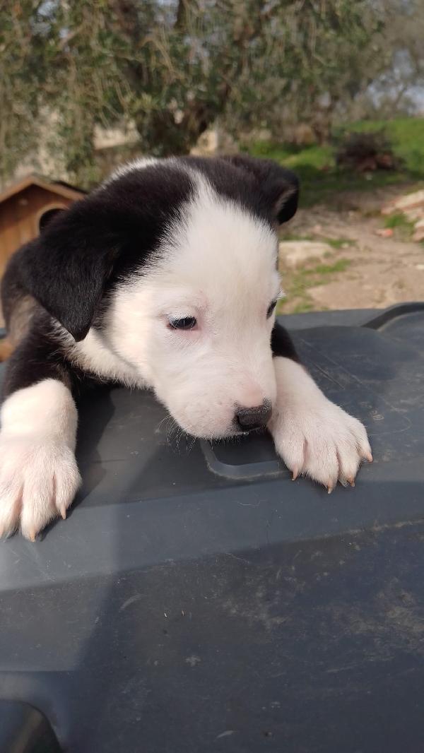 Louis meraviglioso dolce cucciolo simil Border Collie  Foto 7
