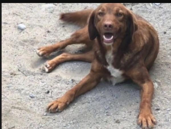 Chicco Adulto Manto Fulvo Aspetta Da Cucciolo.calabria