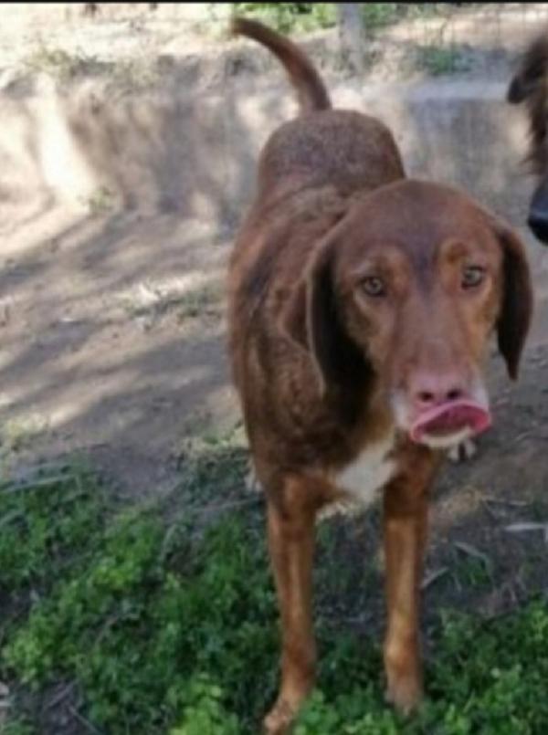 Chicco adulto manto fulvo aspetta da cucciolo.CALABRIA Foto 3