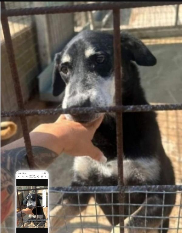 Musetto 11Anni Invecchia In Canile! Sicilia