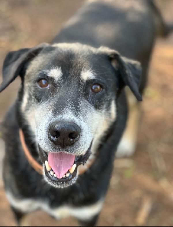 Musetto 11anni invecchia in canile! SICILIA Foto 2