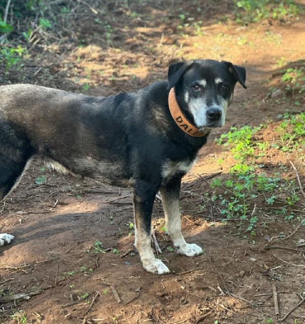 Musetto 11anni invecchia in canile! SICILIA Foto 3