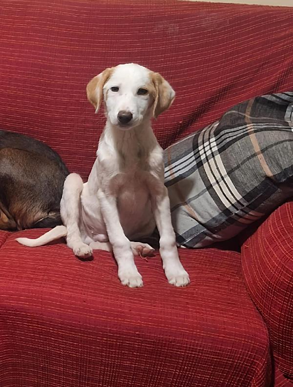 Tom Attende Una 🏡