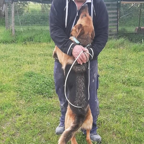 LUNA - pastore tedesco 20 mesi cerca casa - in adozione  Foto 2