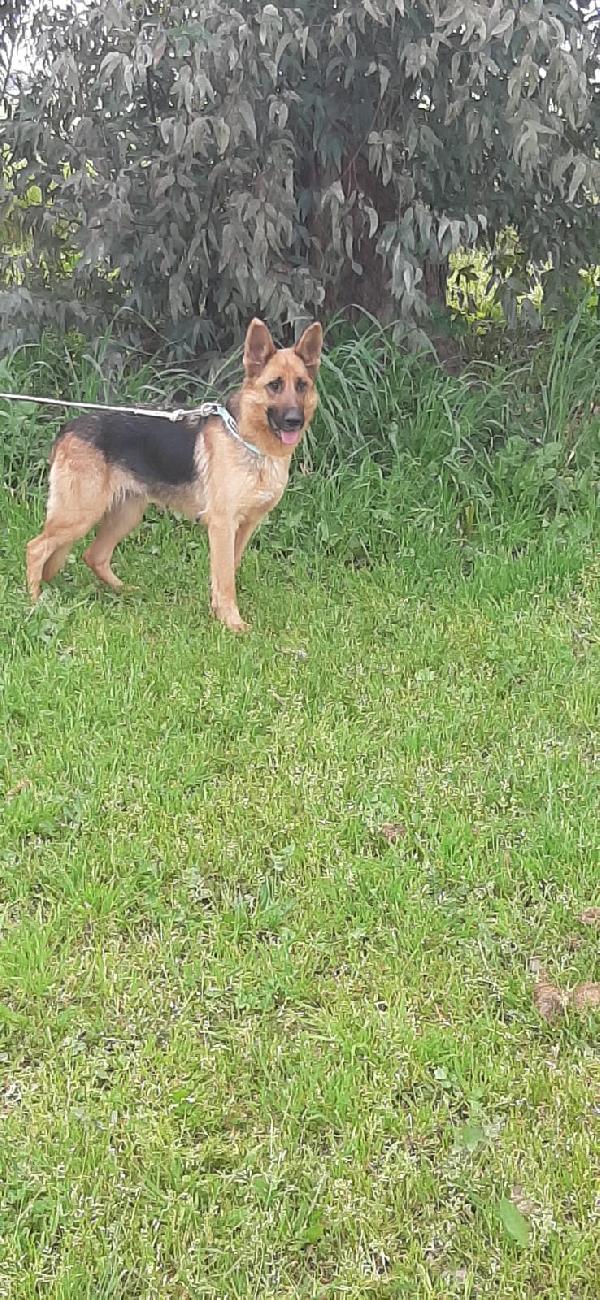 LUNA - pastore tedesco 20 mesi cerca casa - in adozione  Foto 3