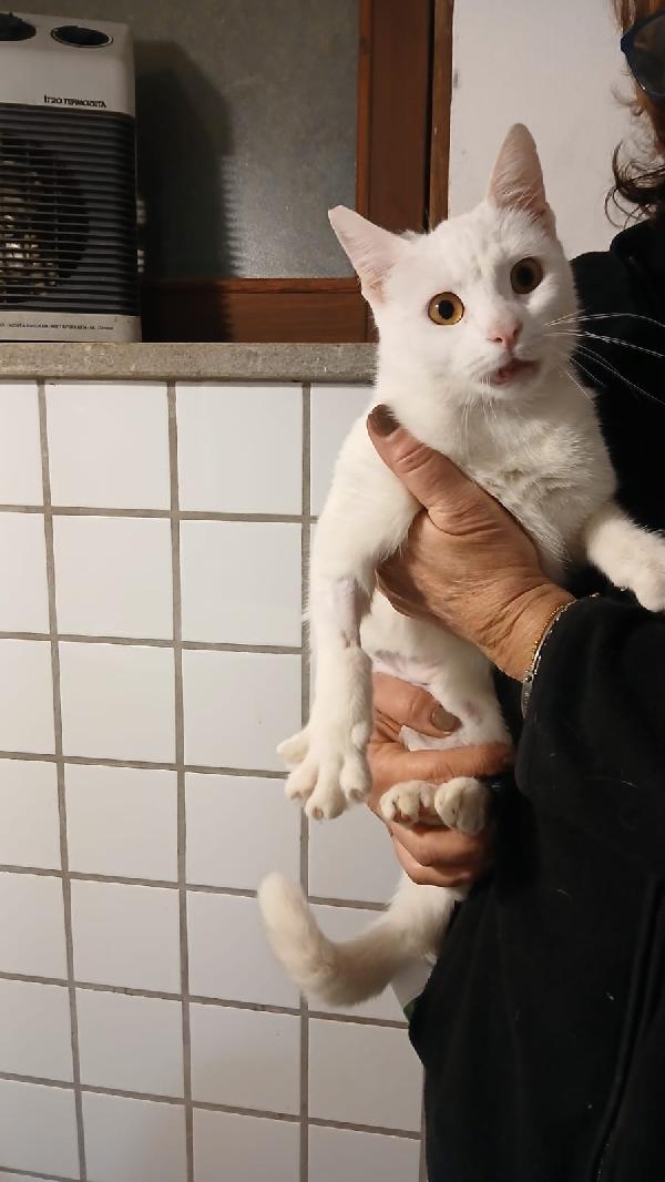 Bianca: Micia Di 3 Anni Cerca Famiglia