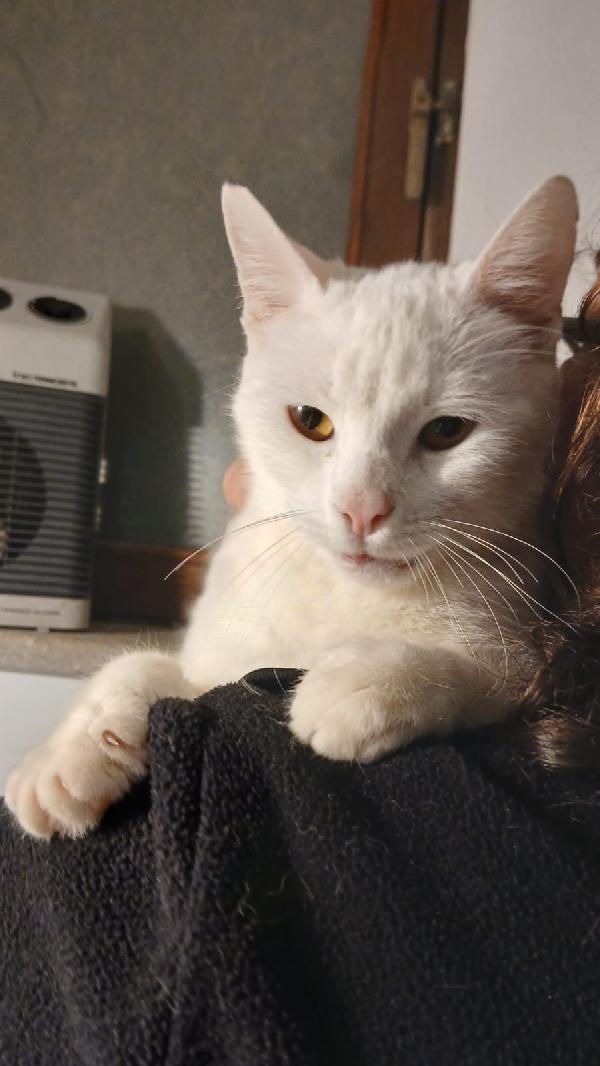 BIANCA: MICIA DI 3 ANNI CERCA FAMIGLIA Foto 2