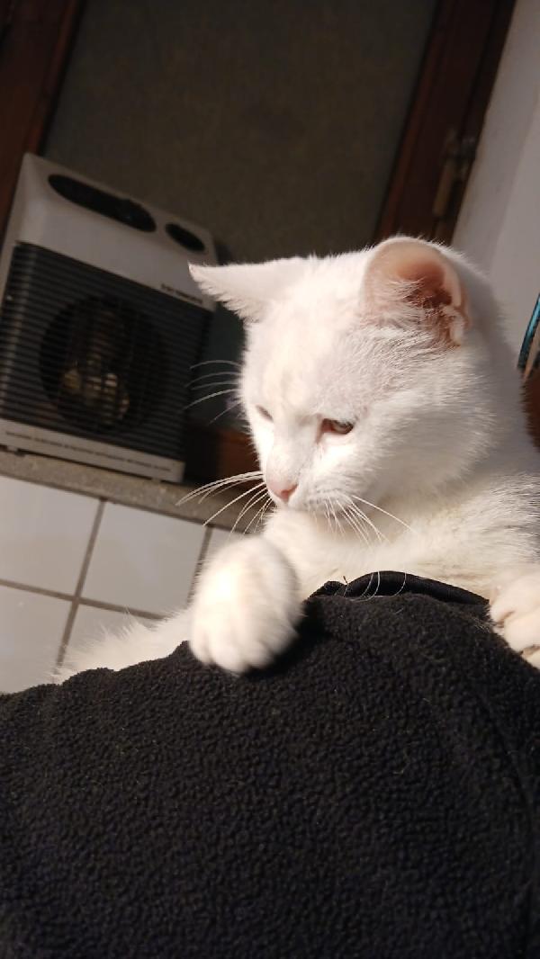 BIANCA: MICIA DI 3 ANNI CERCA FAMIGLIA Foto 3