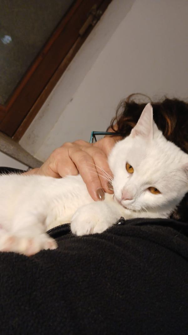 BIANCA: MICIA DI 3 ANNI CERCA FAMIGLIA Foto 5