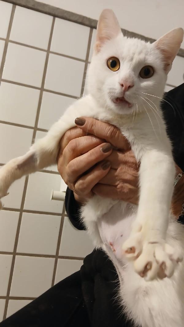 BIANCA: MICIA DI 3 ANNI CERCA FAMIGLIA Foto 6