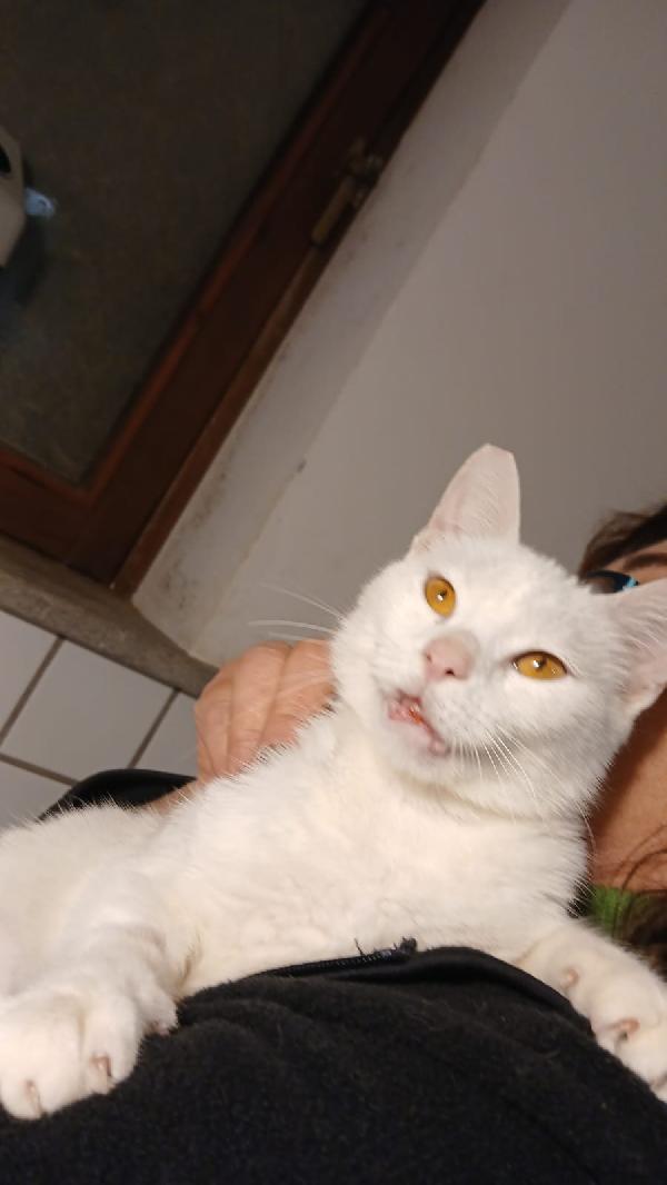 BIANCA: MICIA DI 3 ANNI CERCA FAMIGLIA Foto 7