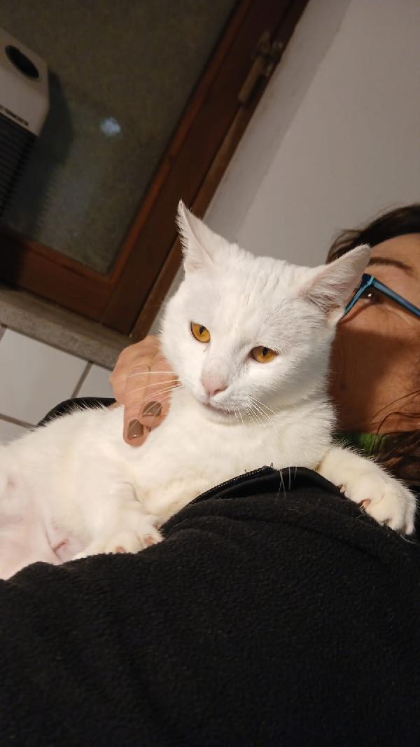 BIANCA: MICIA DI 3 ANNI CERCA FAMIGLIA Foto 9