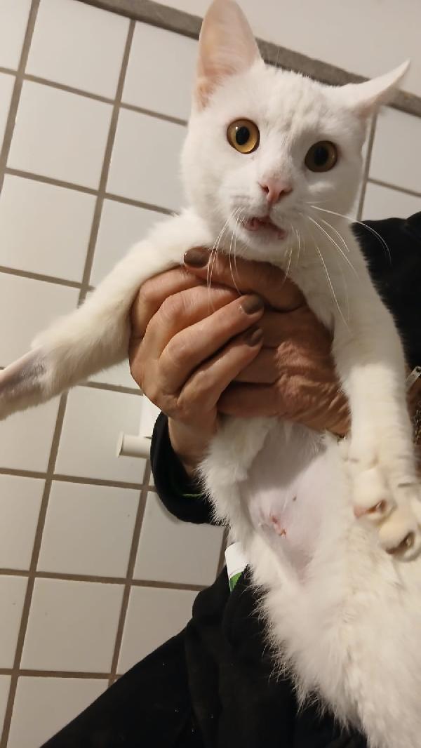 BIANCA: MICIA DI 3 ANNI CERCA FAMIGLIA Foto 10