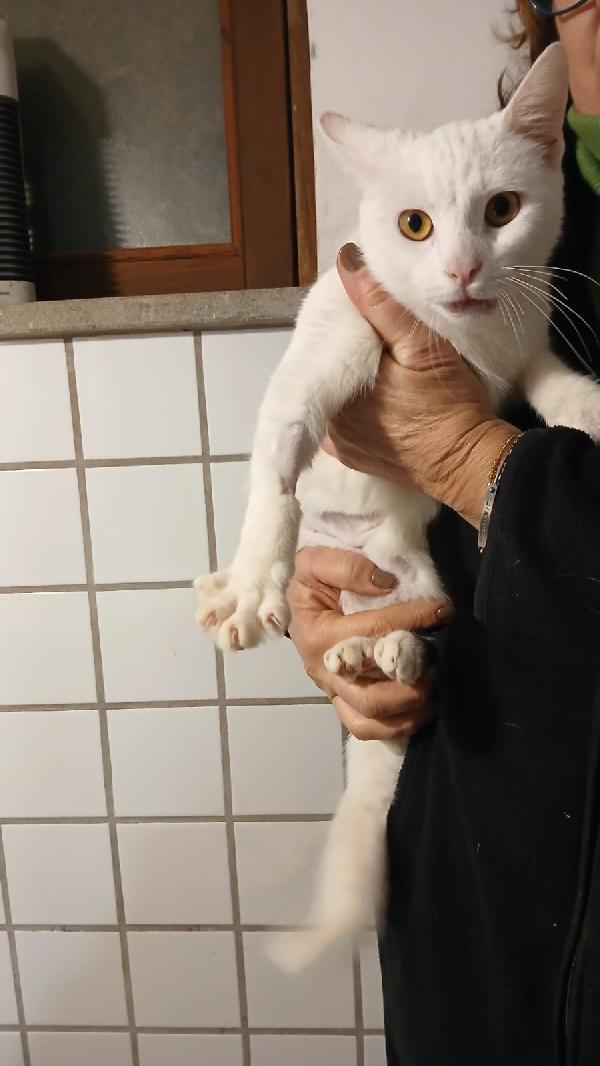 BIANCA: MICIA DI 3 ANNI CERCA FAMIGLIA Foto 14